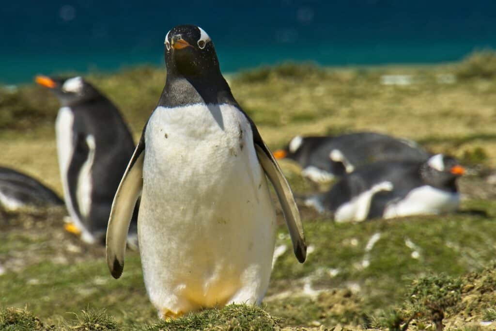 Falklands Island penguins