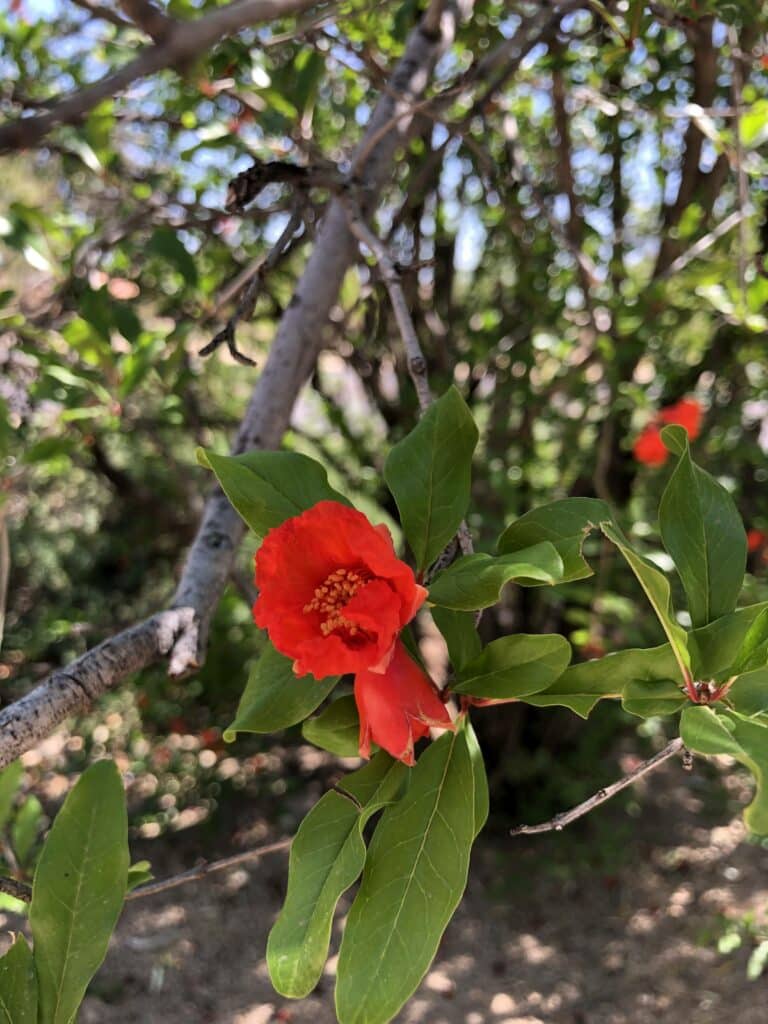 Pomegranate blossom at Glendale Xeriscape Garden. Photo credit Breana Johnson
