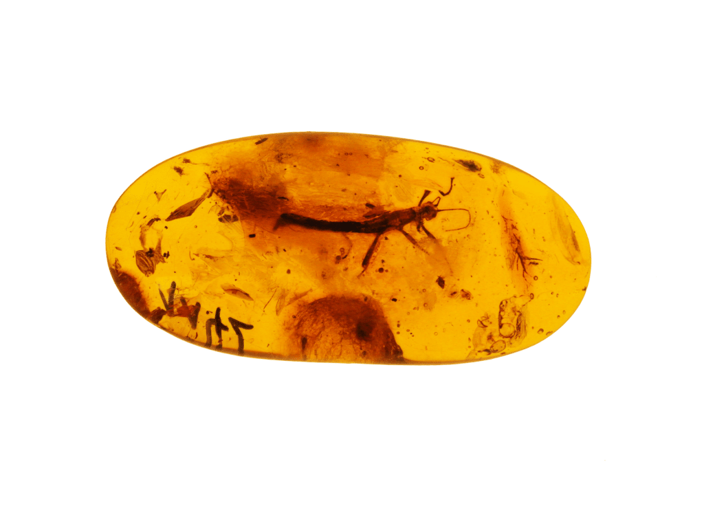 Insect caught in Amber