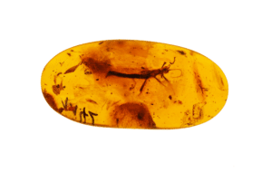 Insect caught in Amber