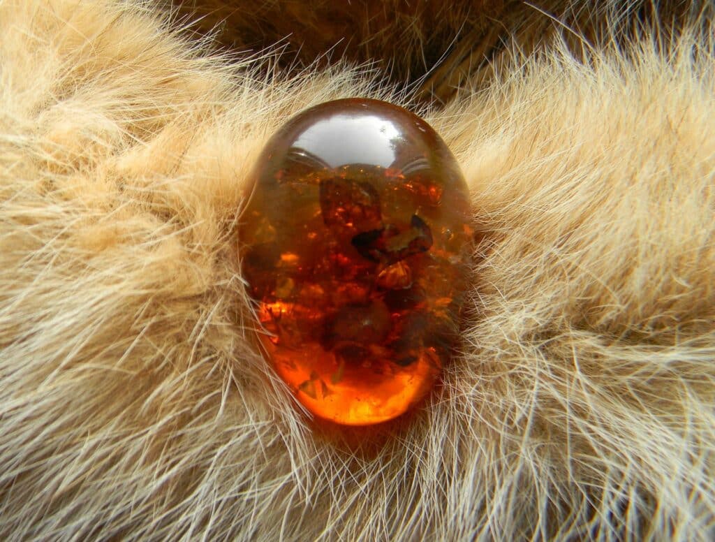 amber on fur display