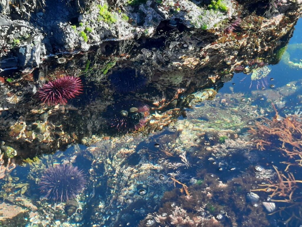 Anemones and urchins