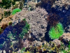 (Anemones and urchins