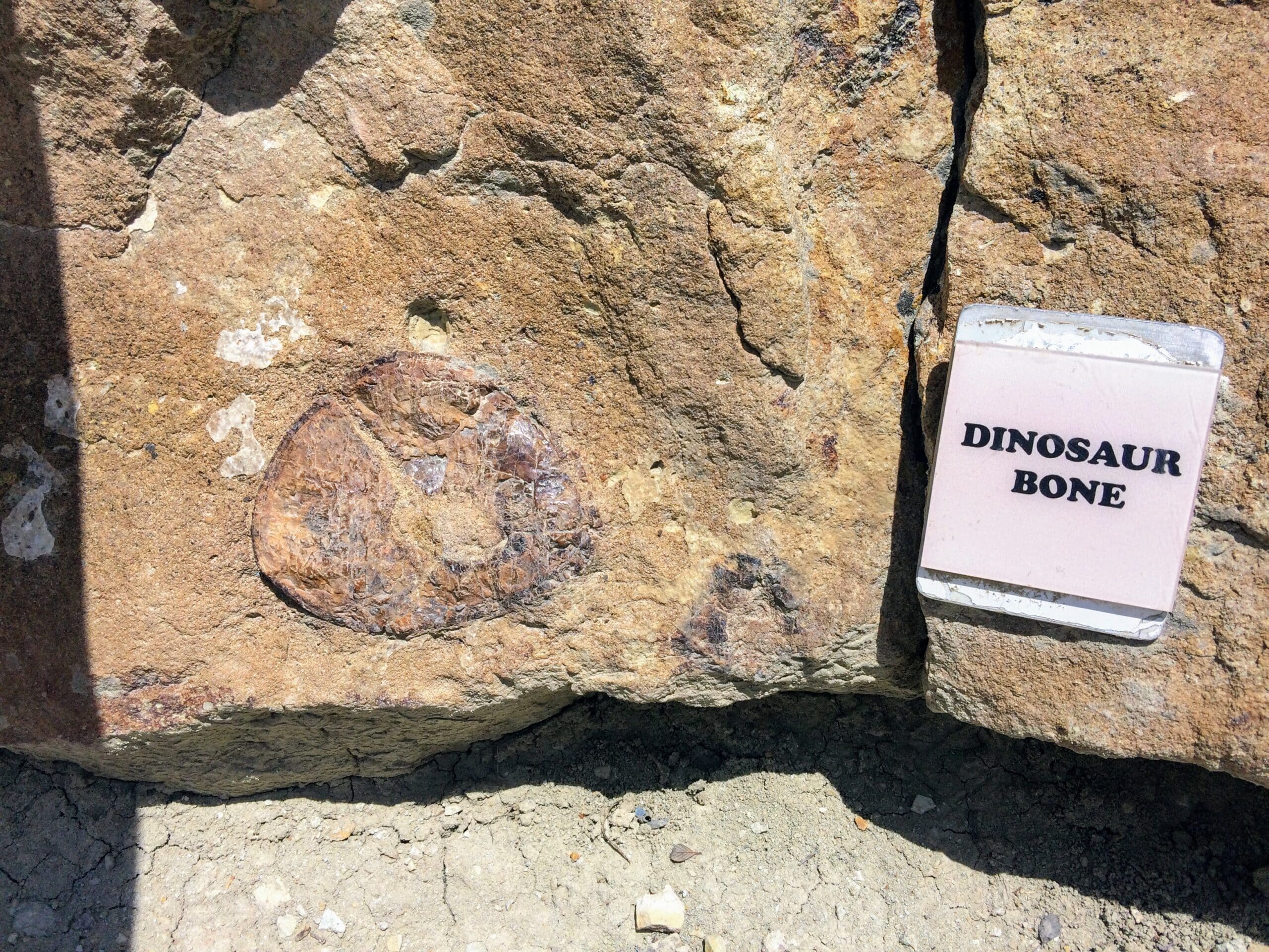 Fossilized dinosaur bone at Dinosaur Ridge Trail. Photo: Breana Johnson