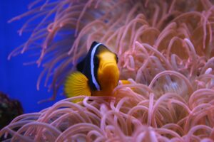 clown-fish in aquarium