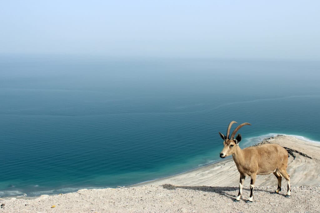 Mountain goat standing on the roadside with Dead Sea in the background. Photo: Thomas Später 