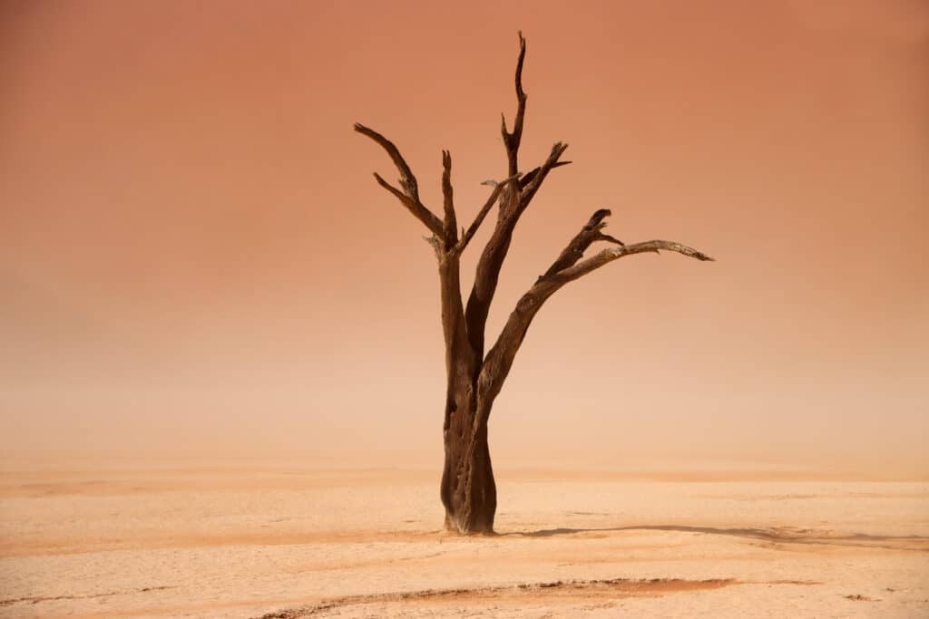 Preserved tree in front of Big Daddy Dune at Deadvlei Clay Pan. Photo: Thomas Später 