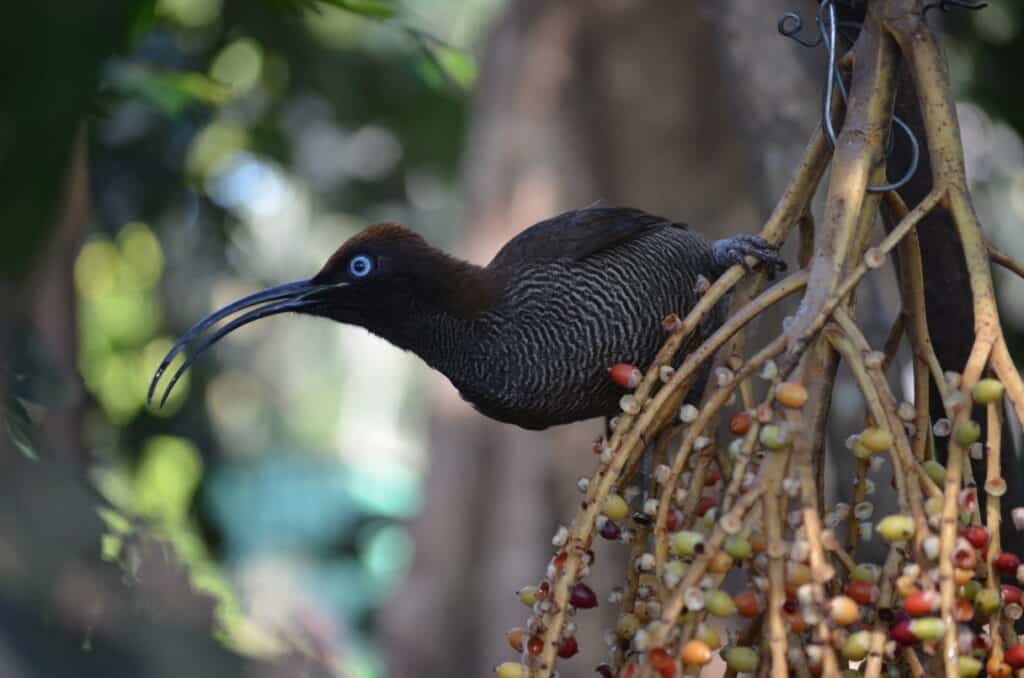 Brown Sicklebill at the Adventure Park. Papua New Guinea. Photo: Cara Siera