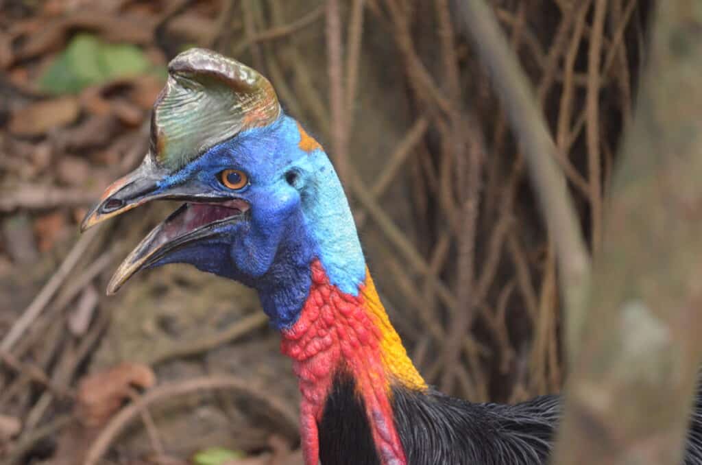 Cassowary Port Moresby Nature Park scaled