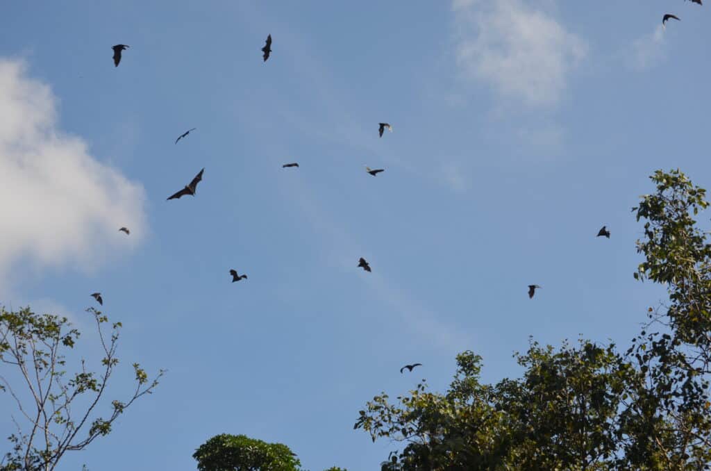 Fruit bats fly overhead. Papua New Guinea . Photo: Cara Siera
