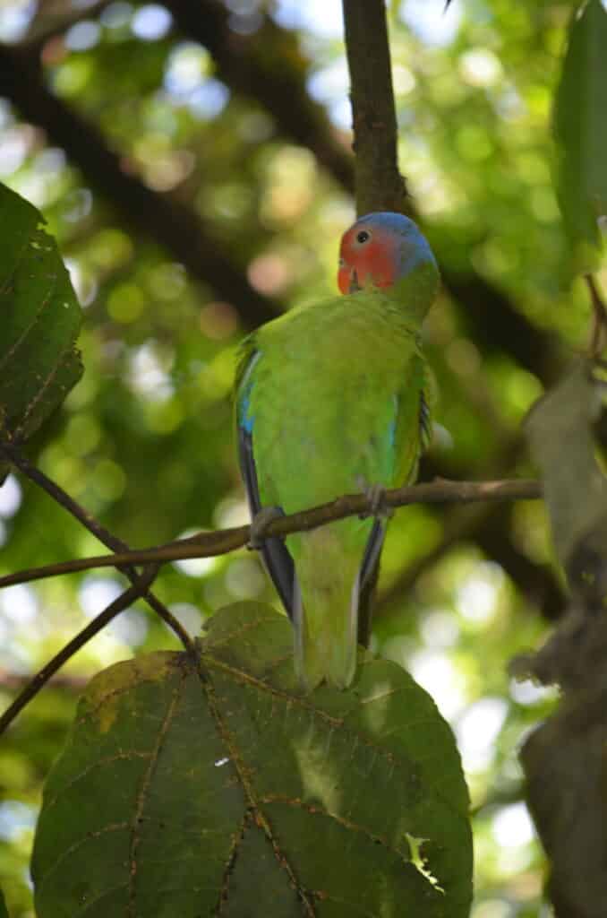Fruit-dove, Port Moresby Nature Park. Photo: Cara Siera