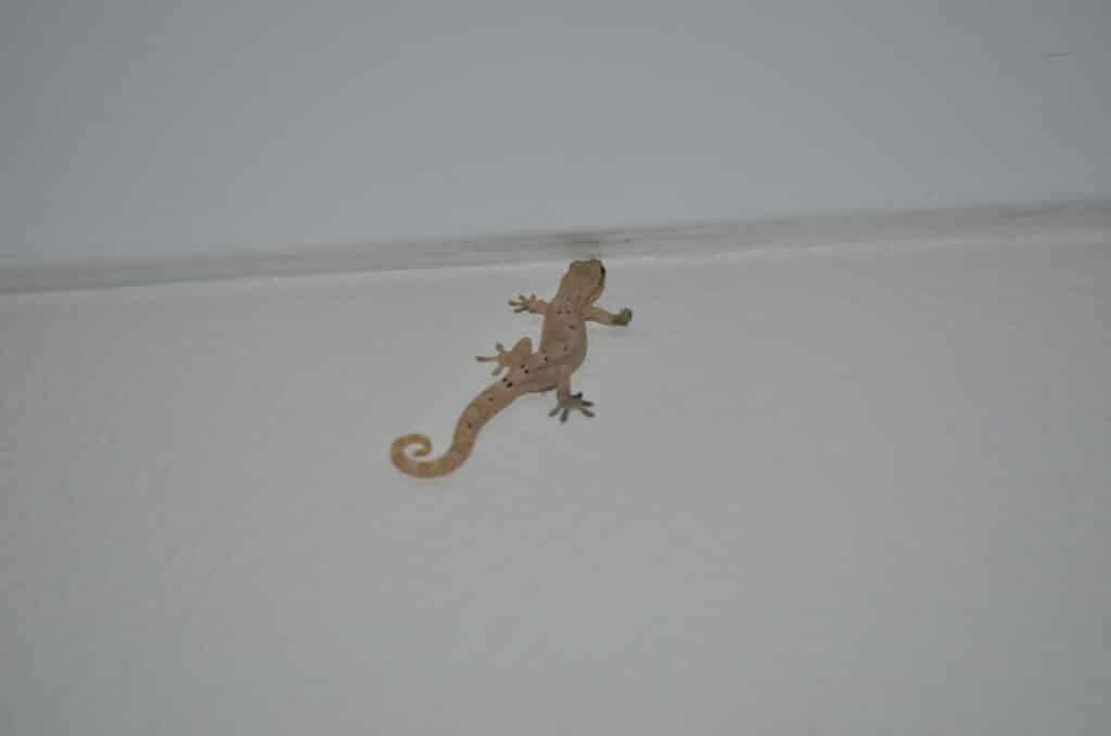 Gecko. Photo: Cara Siera