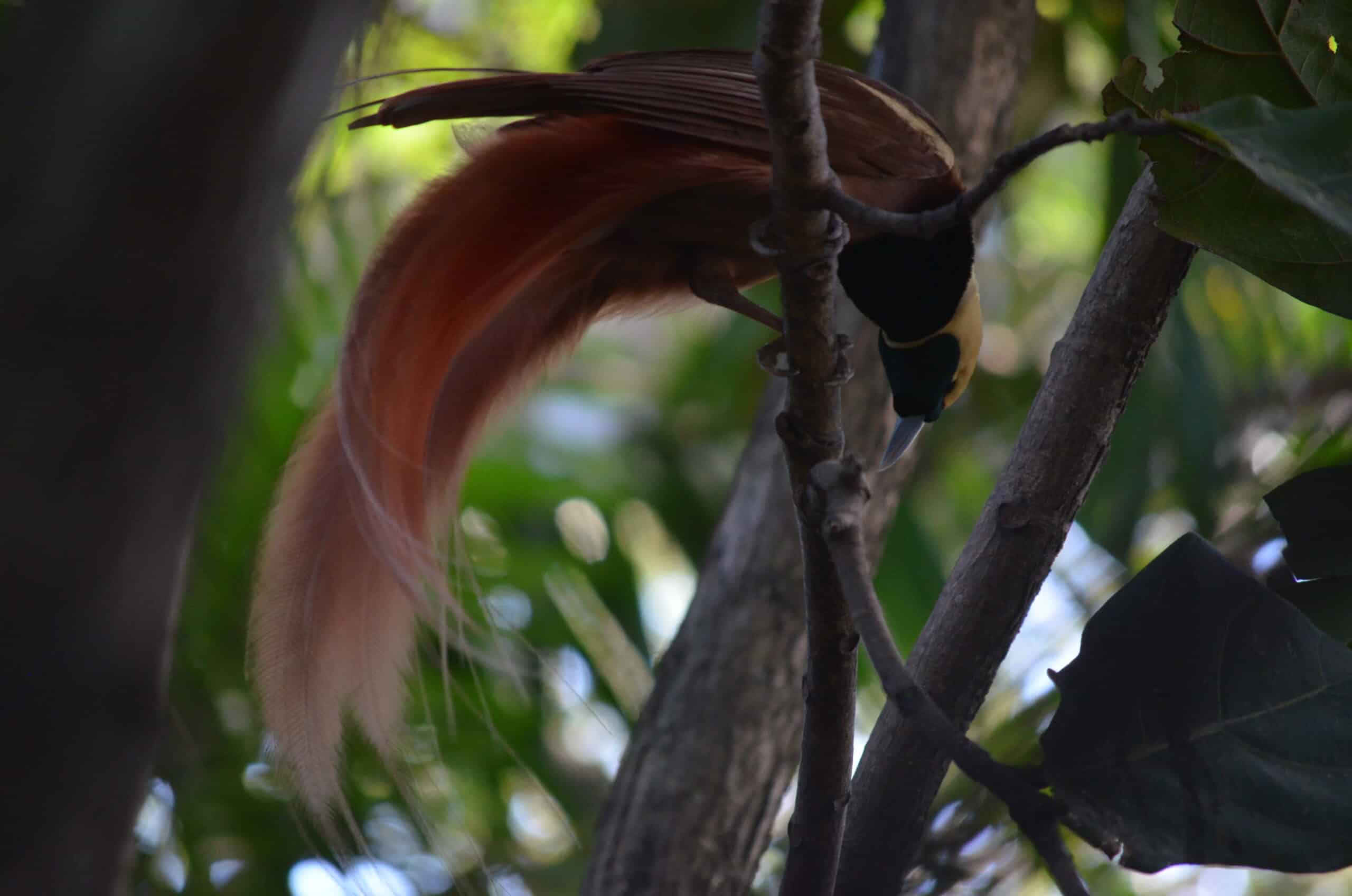 Male Raggiana bird of paradise at the Adventure Park. Photo: Cara Siera
