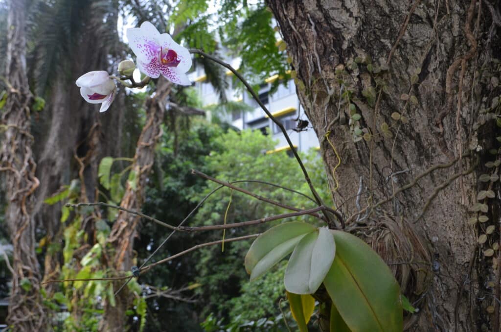 Moth orchid at the Holiday Inn. The hotel can be seen in the background. Papua New Guinea. Photo: Cara Siera