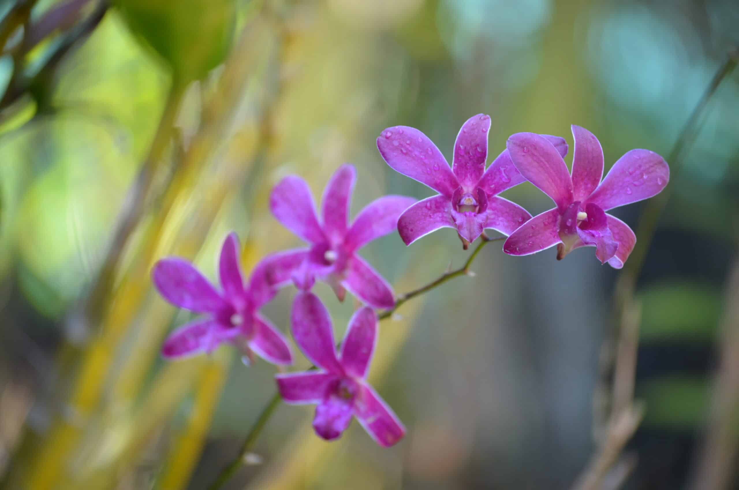 Purple Orchid. Photo: Cara Siera