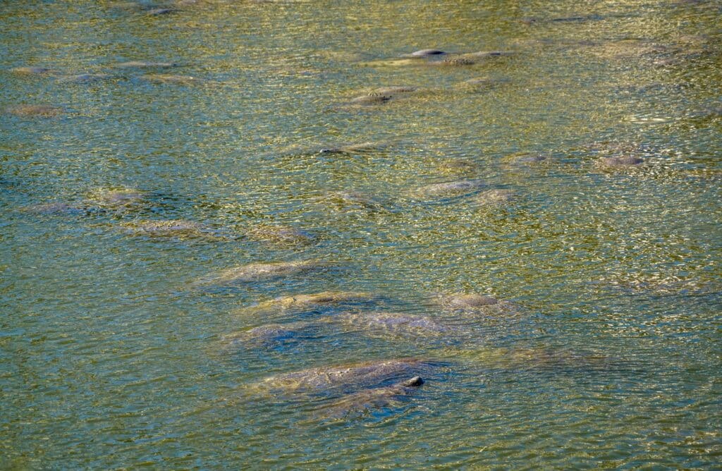 group-of-manatees