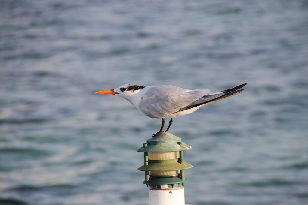 Tern-seabird