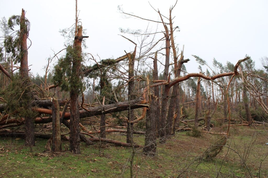 Broken pine trees. voluntourism in panama city