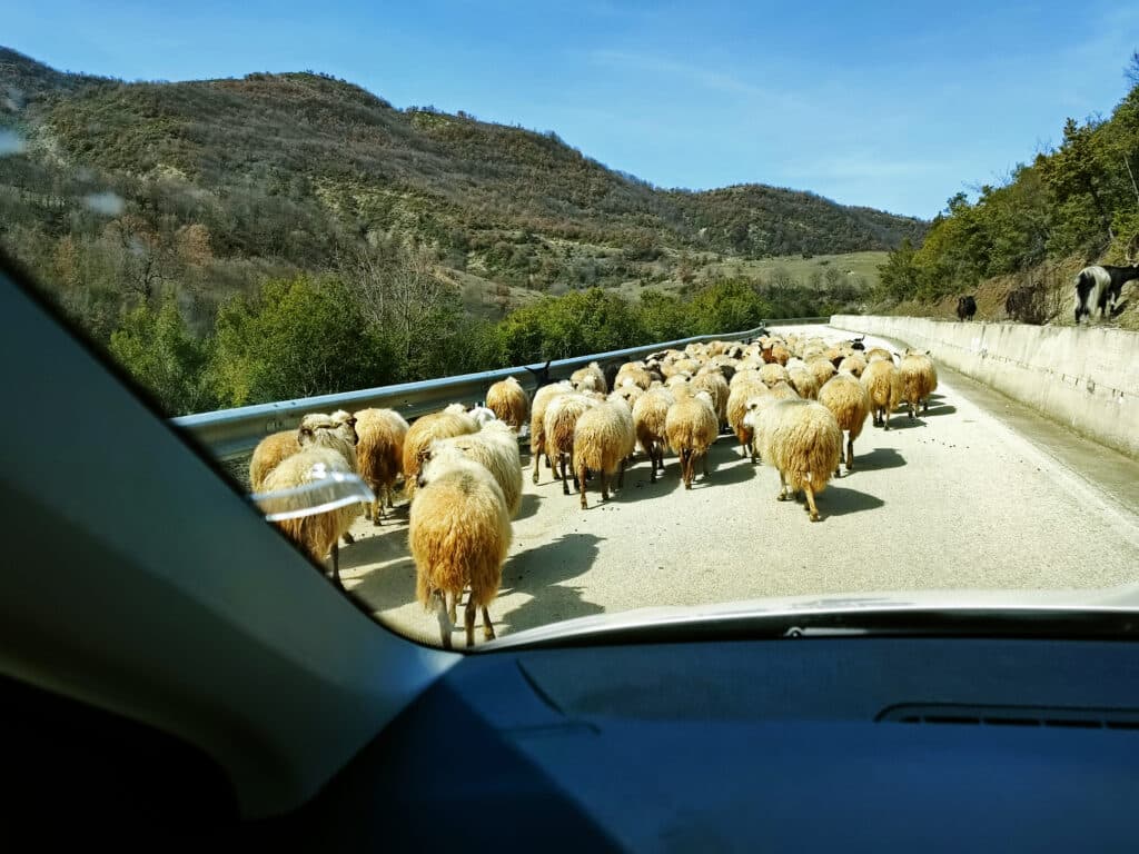 Herd of sheep blocking small Albanian street at Osum Canyon. Photo: Thomas Später 