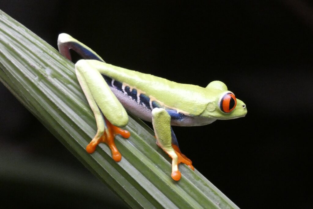 Frog in Costa Rica