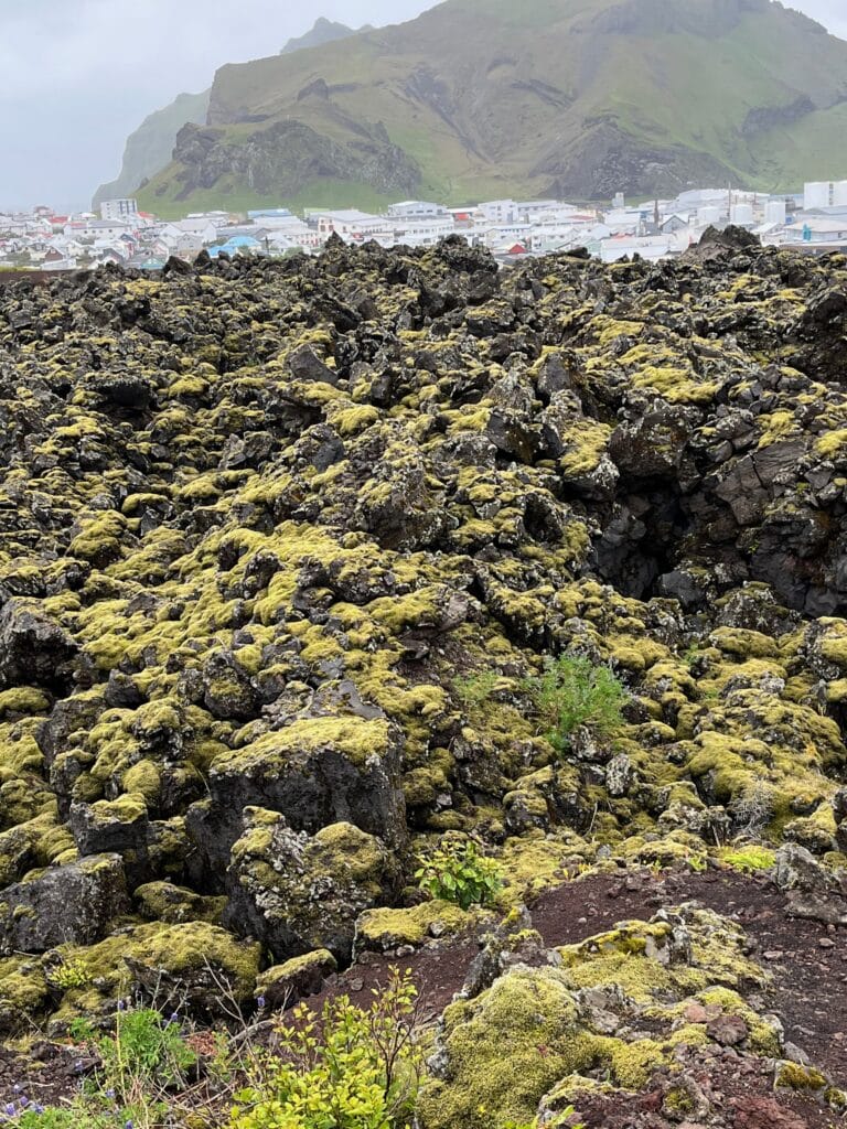 Mossy lava fields spill down from Eldfell volcano. Photo: Kirsten Harrington