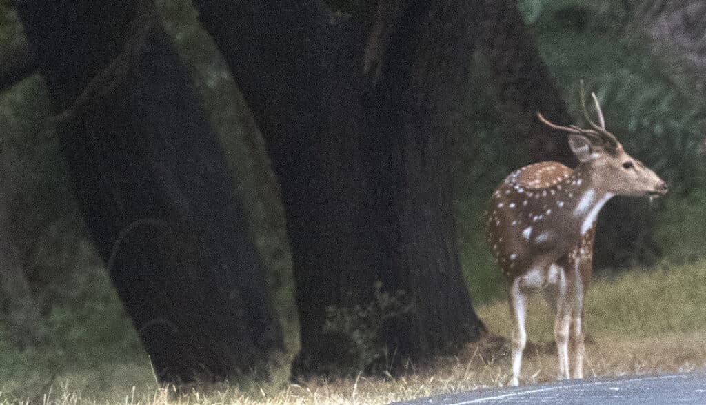 A spotted deer in Van Vihar National Park. Photo: Bandita Mukherjee