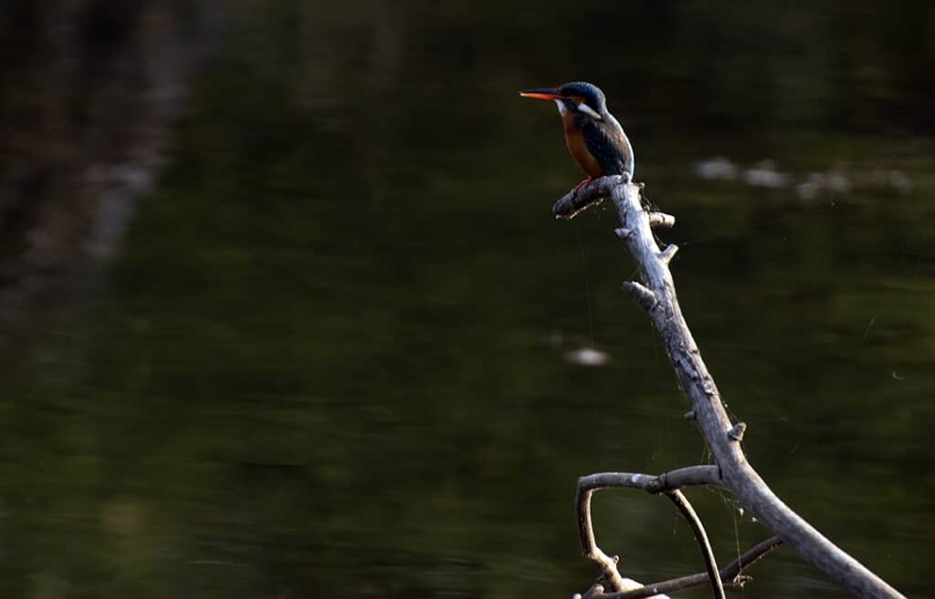Van Vihar is a birder's paradise. Photo: Bandita Mukherjee
