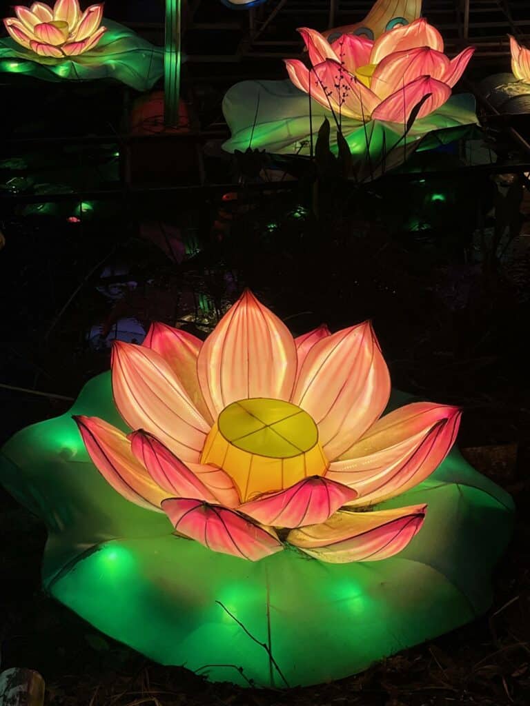 Lotus flowers illuminate the night. Photo: Kirsten Harrington