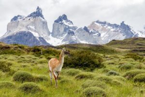 Llama in the field of Paine National Park in Patagonia.
