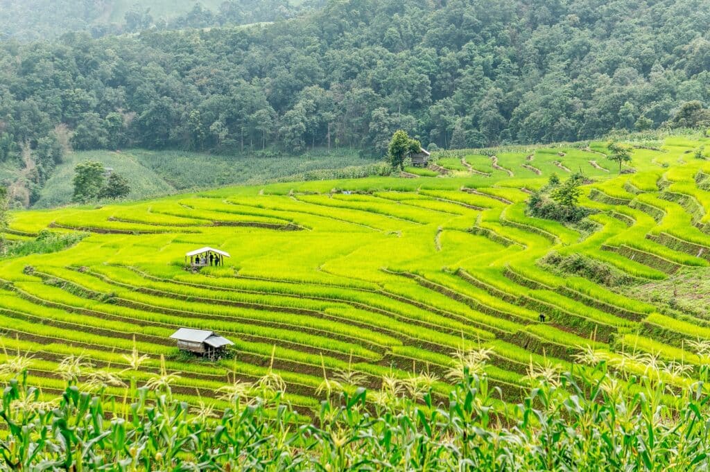 Thailand-Ban-Rai-Kong-Khing-rice-field