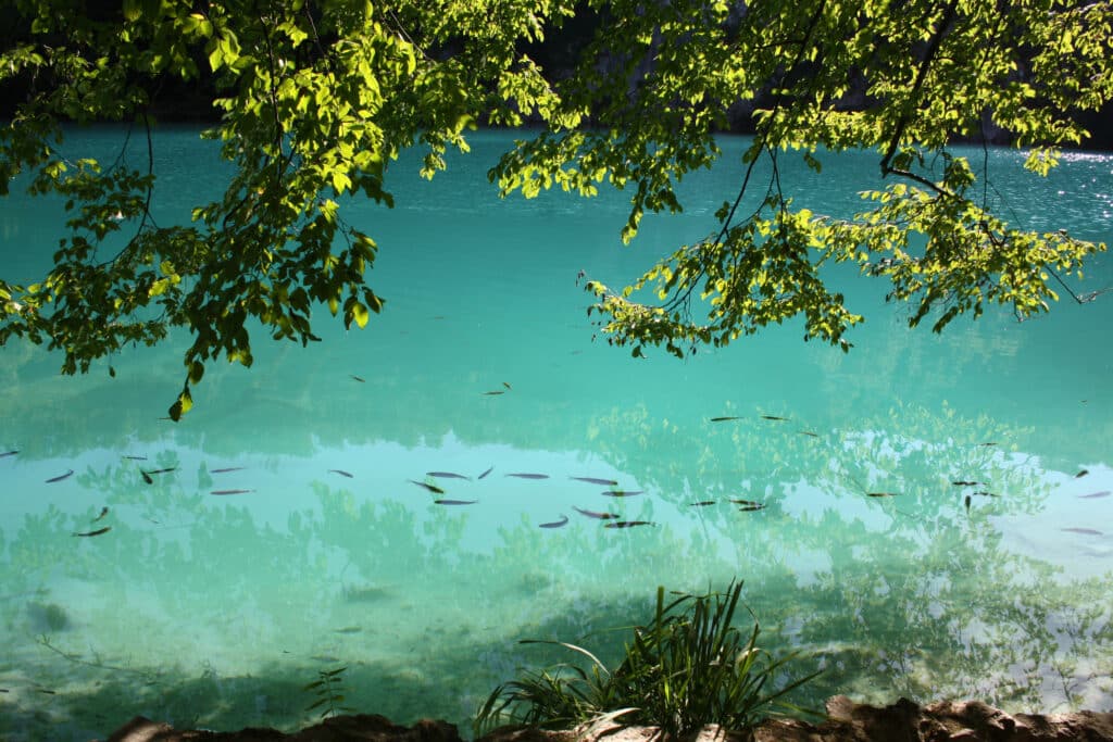 5 Crystal clear water with fish peacefully floating close to the hiking trail