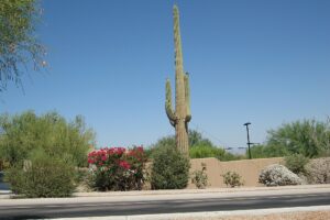 Saguaro cactus, Sunbird Golf Resort, Chandler, Arizona, USA panoramio