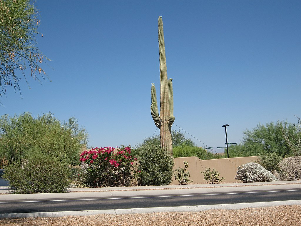 Saguaro cactus, Sunbird Golf Resort, Chandler, Arizona, USA panoramio