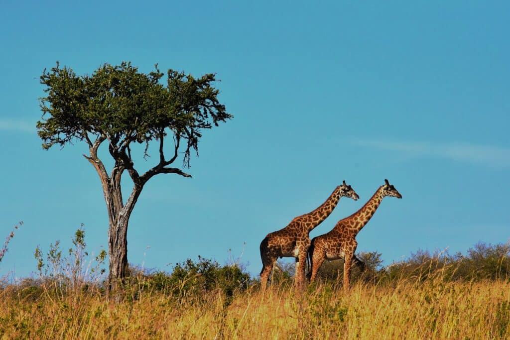 Giraffes spotted on a safari in Tanzania