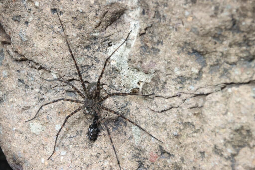 Huge spiders can be seen everywhere around the waterfall area, particularly in shady spots close to the water. Photo: Thomas Später