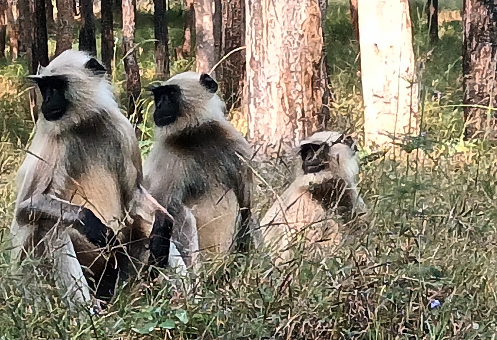 A family of langurs