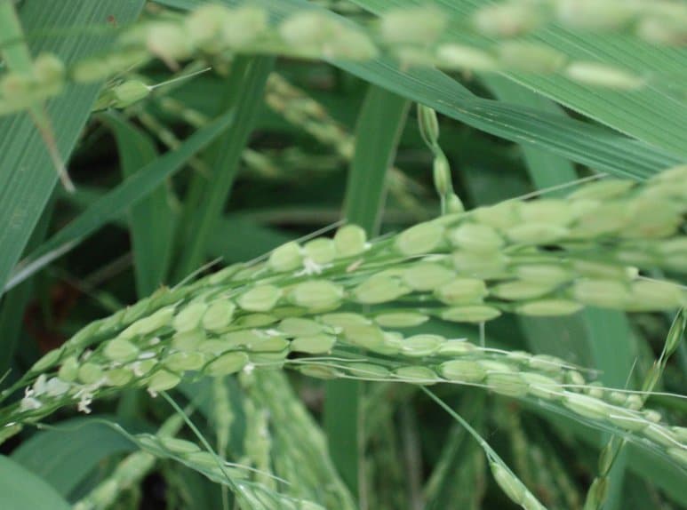 Pokkali rice grain