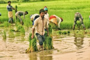 Rice paddy farm in India